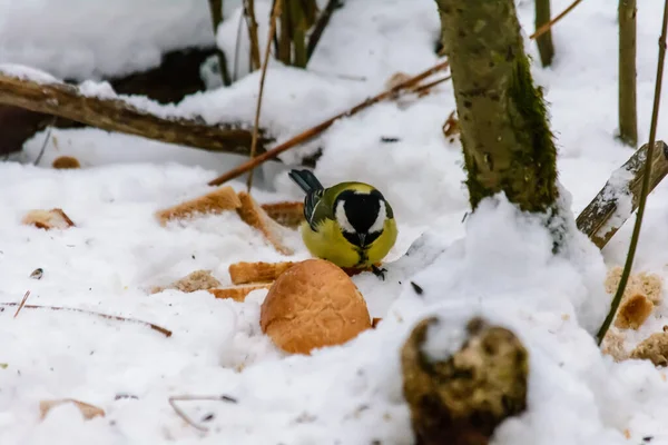 Titmouse Come Migas Pan Nieve —  Fotos de Stock