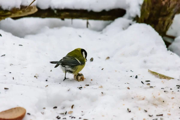 Titmouse Mange Des Miettes Pain Dans Neige — Photo