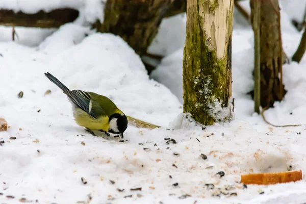 Titmouse Mange Des Miettes Pain Dans Neige — Photo