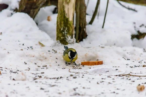 Tit Eats Bread Crumbs Snow — Stok fotoğraf