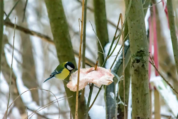 Meisen Picken Kalten Winter Fett Futterstellen — Stockfoto