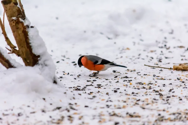 Bullfinch Pecking Seeds Snow Feeders — Stock Photo, Image