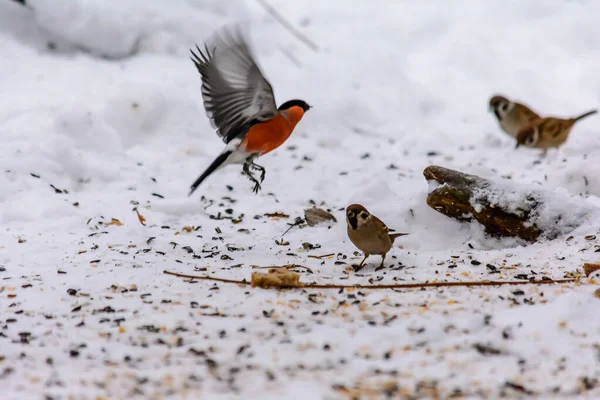 Gimpel Pickt Samen Schnee Rund Die Futterhäuschen — Stockfoto