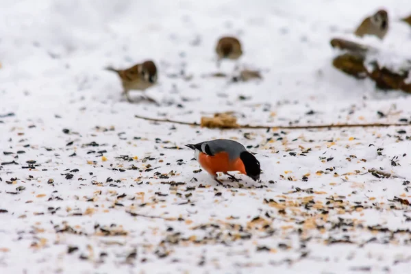 Gimpel Pickt Samen Schnee Rund Die Futterhäuschen — Stockfoto