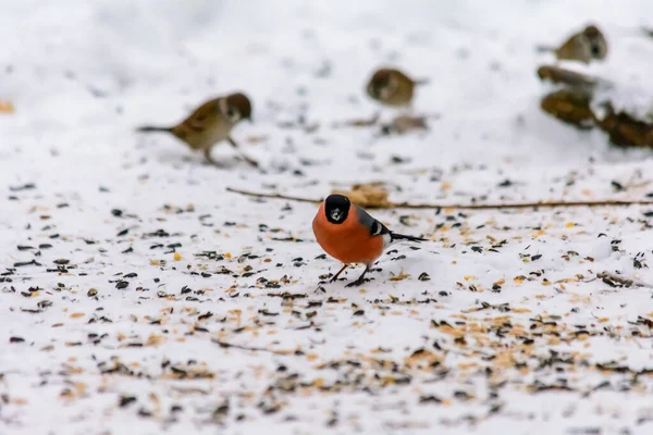 Bullfinch Pecking Seeds Snow Feeders — Stock Photo, Image