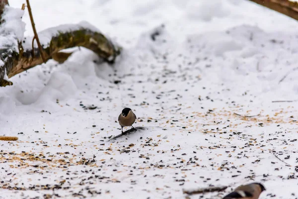 Bullfinch Klování Semínek Sněhu Kolem Krmítka — Stock fotografie