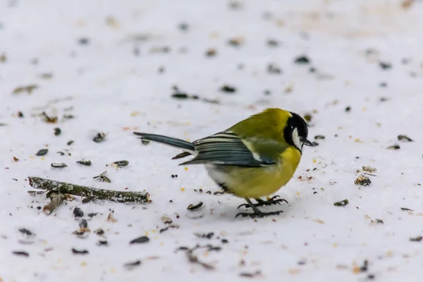 Titmouse Picoteando Semillas Nieve Alrededor Los Comederos —  Fotos de Stock