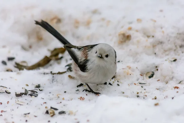 Tailed Tit Pecking Seeds Snow Feeders — Zdjęcie stockowe