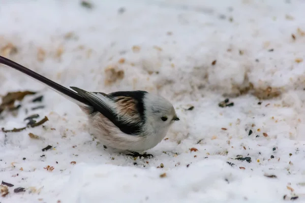 Tailed Tit Pecking Seeds Snow Feeders — Stok fotoğraf
