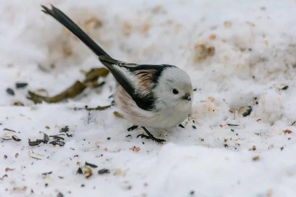 Colas Tit Picoteo Semillas Nieve Alrededor Los Comederos —  Fotos de Stock