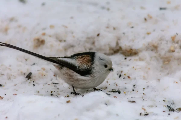 Colas Tit Picoteo Semillas Nieve Alrededor Los Comederos —  Fotos de Stock