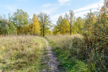 Sonbaharın başlarında dallardaki güneş ışınları