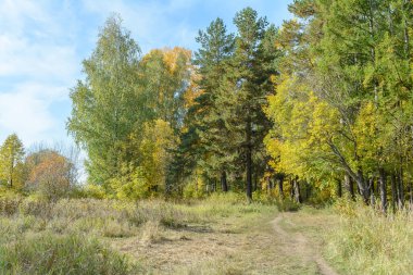 Sonbaharın başlarında dallardaki güneş ışınları