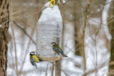 Titmouse soğuk kışta besleyiciden tahıl gagalar