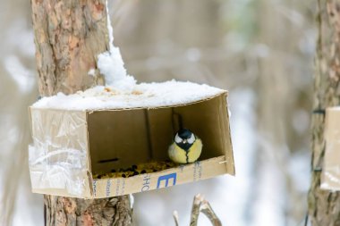Soğuk kışta bir meme faresi bir besleyiciye oturur.