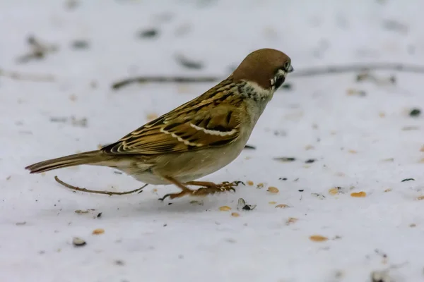 Sparrow Pecking Seeds Snow Feeders — Stock Photo, Image