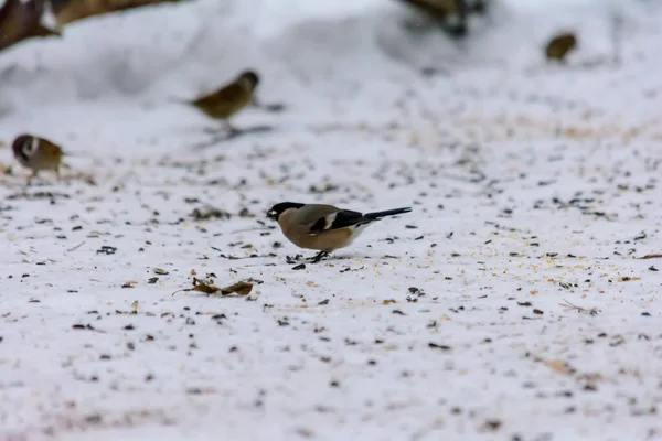 Gimpel Pickt Samen Schnee Rund Die Futterhäuschen — Stockfoto