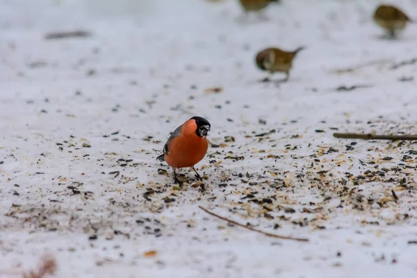 Bullfinch Bicando Sementes Neve Redor Dos Alimentadores — Fotografia de Stock