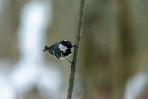 Teta Carvão Sentado Galho Árvore Inverno Frio — Fotografia de Stock