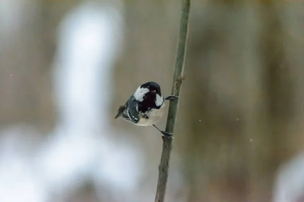 Teta Carbón Sentada Una Rama Árbol Frío Invierno — Foto de Stock