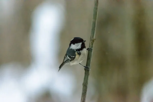 Coal Tit Sitting Tree Branch Cold Winter — ストック写真