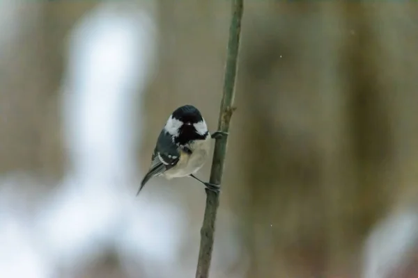 Teta Carvão Sentado Galho Árvore Inverno Frio — Fotografia de Stock