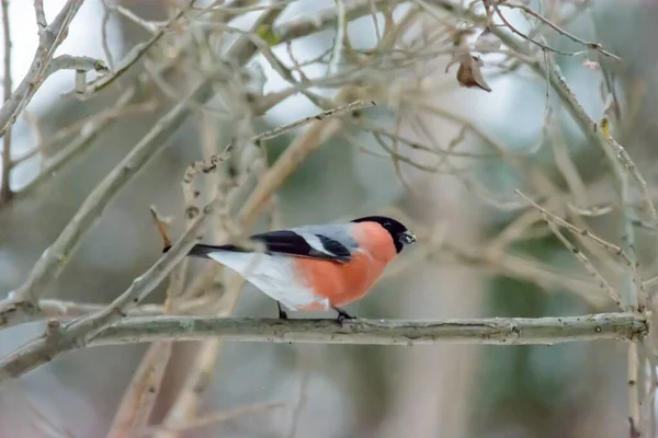 Bullfinch Sentado Una Rama Árbol Frío Invierno — Foto de Stock