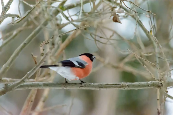 Bullfinch Sentado Una Rama Árbol Frío Invierno — Foto de Stock