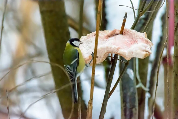 Titmouse Pecks脂肪でフィーダーで寒い冬 — ストック写真