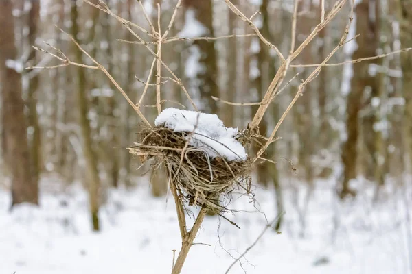 Gniazdo Pod Śniegiem Pozostawione Przez Ptaki Zimą — Zdjęcie stockowe