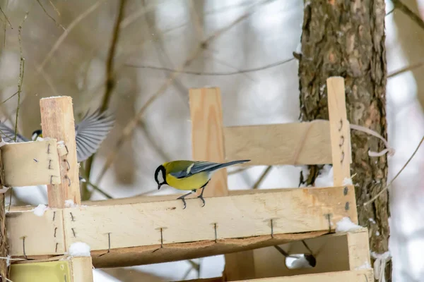 寒い冬にフィーダーからの穀物をつまむティマウス — ストック写真