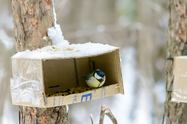 Titmouse Sitter Matare Kall Vinter — Stockfoto