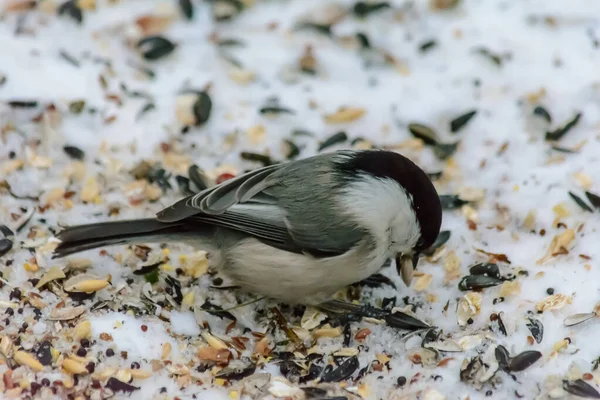 Chickadee Mematuk Benih Salju Sekitar Pengumpan Stok Foto Bebas Royalti