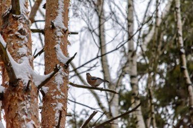 Soğuk kışta bir alakarga bir ağaç dalında oturur.