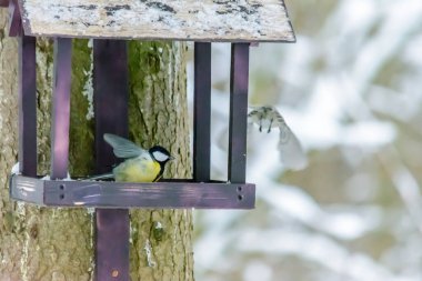 Titmouse ve chickadee soğuk kışta besleyiciden dışarı uçar.