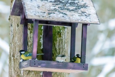 Titmouse ve chickadee soğuk kışta besleyiciden tahıl gagalar
