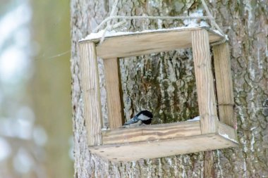 Coal tit pecks grain from the feeder in cold winter
