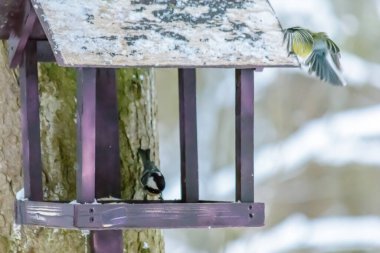 Coal tit pecks grain from the feeder in cold winter