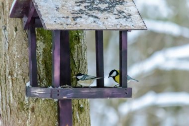 Titmouse and coal tit pecks grain from the feeder in cold winter