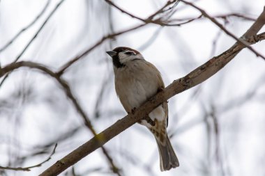 Soğuk kışta bir serçe bir ağaç dalında oturur.