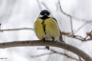 Soğuk kışta bir meme faresi bir ağaç dalında oturur.