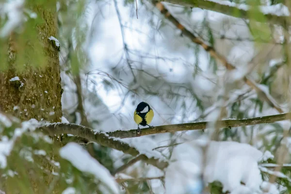 Eine Meise Sitzt Kalten Winter Auf Einem Ast — Stockfoto