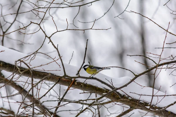 Titmouse Senta Galho Árvore Inverno Frio — Fotografia de Stock