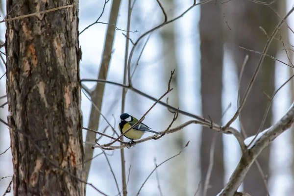 Eine Meise Sitzt Kalten Winter Auf Einem Ast — Stockfoto