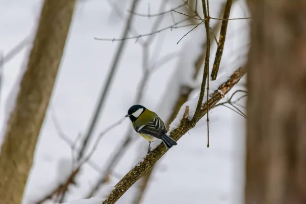 Titmouse Senta Galho Árvore Inverno Frio — Fotografia de Stock