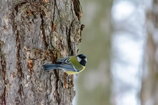 Titmouse Está Sentado Tronco Árbol — Foto de Stock