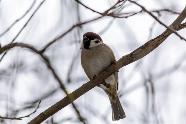 Moineau Est Assis Sur Une Branche Arbre Hiver Froid — Photo