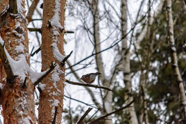 Jaybird Sits Tree Branch Cold Winter — Stock Photo, Image