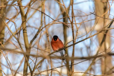 Soğuk kışta bir ispinoz bir ağaç dalında oturur.