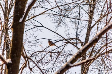 Soğuk kışta bir Jay bir ağaç dalında oturur.
